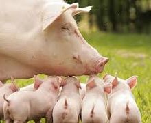 Свиноматки великої білої породи мають високу експлуатаційну цінність